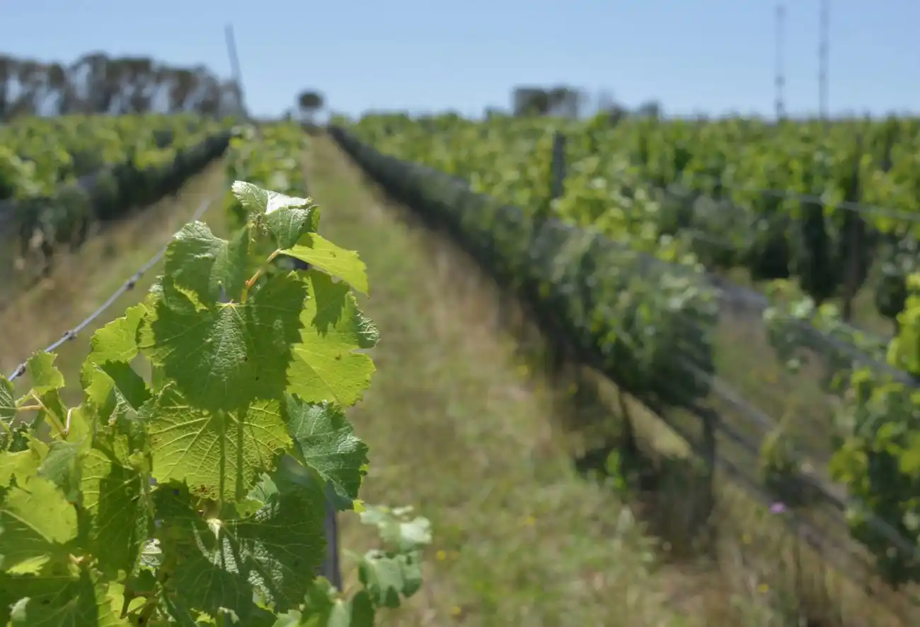 El Senado aprobó el régimen de promoción para la industria vitivinícola bonaerense que beneficia a Tandil