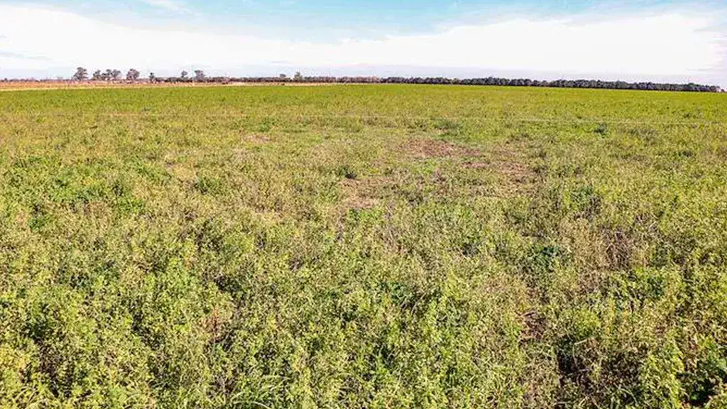 Cómo preparar los sistemas lecheros para afrontar El Niño - 3
