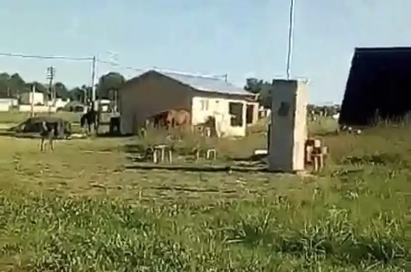 Vecinos alertan por la presencia de caballos sueltos en la vía pública en el barrio Canadá