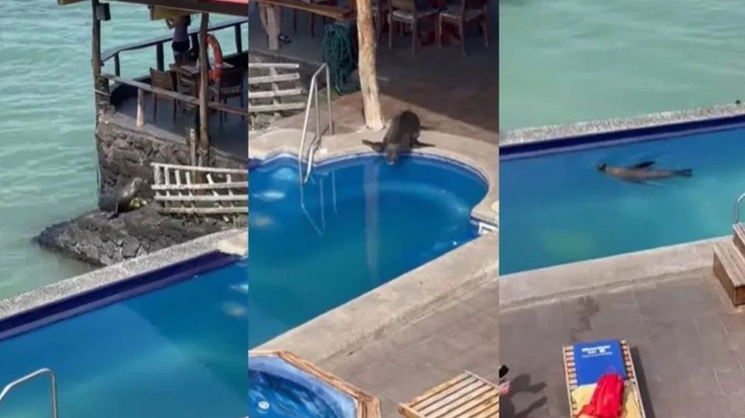 Un lobo marino se apoderó de la piscina de un hotel y sorprendió a todos