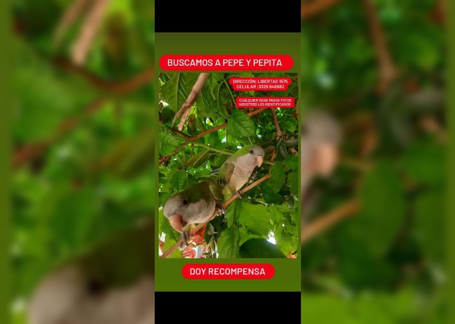 Se perdieron Pepe y Pepita
