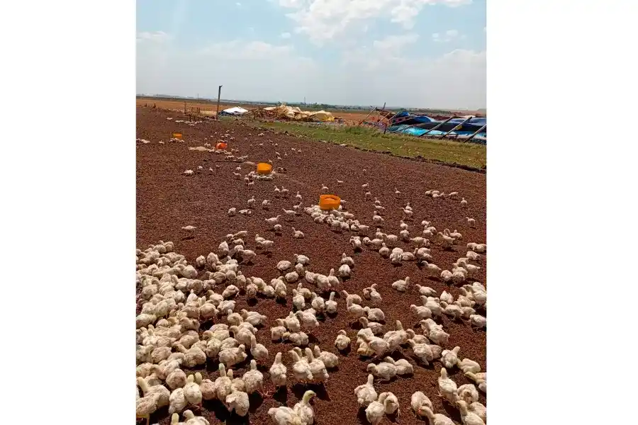 Un temporal de viento destruyó un galpón de pollos en localidad entrerriana