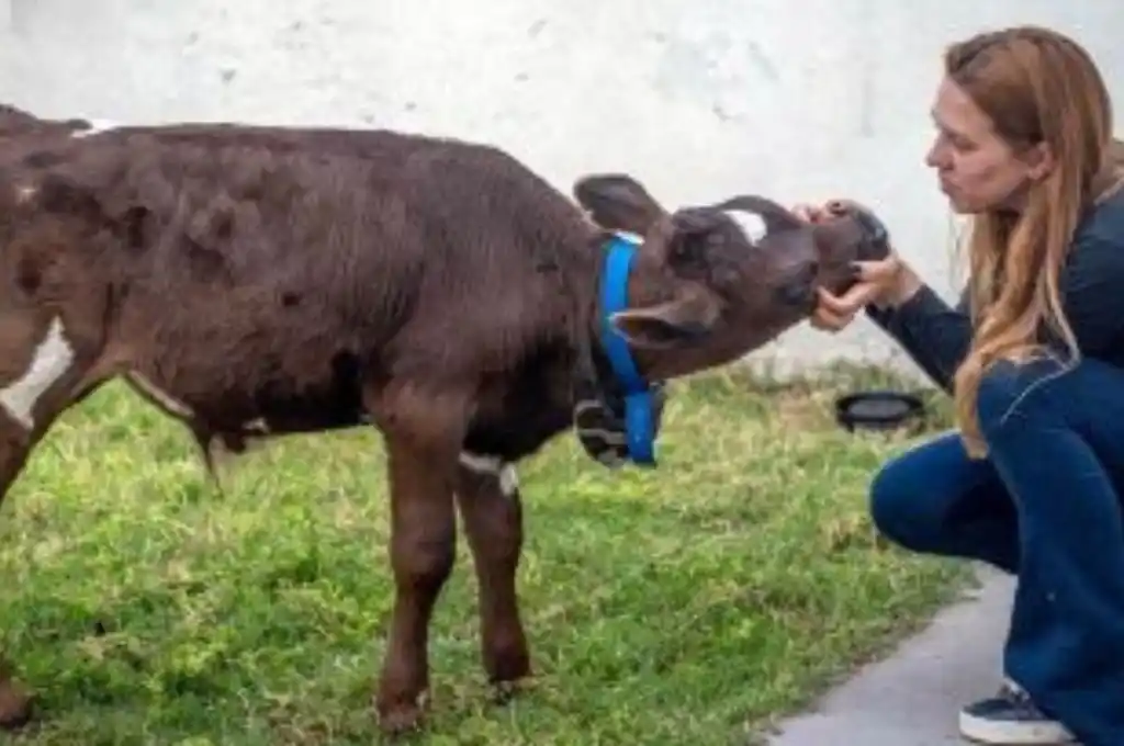 La joven es marplatense, proteccionista de animales y fundadora de la ONG "Patitas Mdp".