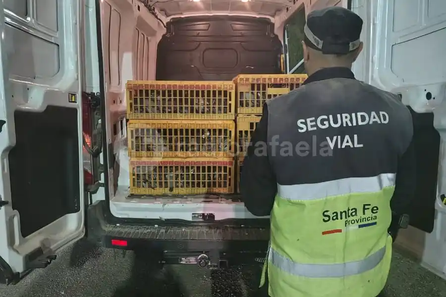 Detuvieron a dos hombres con 720 palomas sin documentación en un control vial