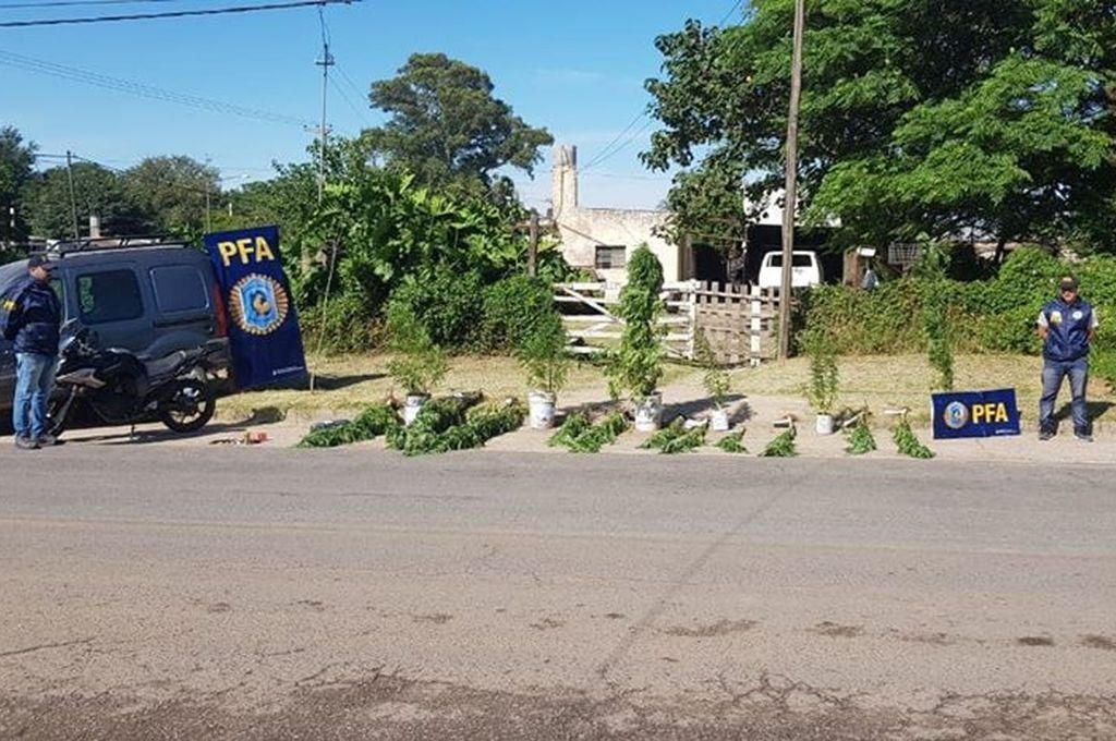 Venado Tuerto: detienen a una persona por tener plantas de marihuana en su casa