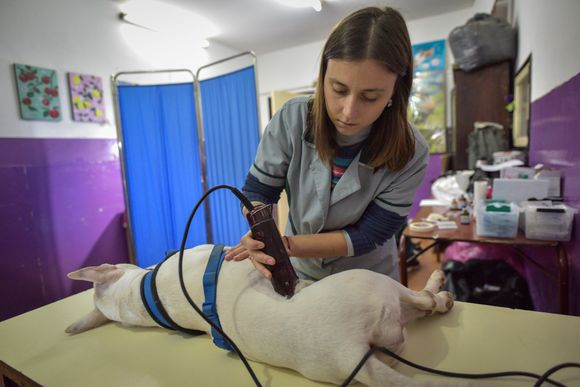 Atención marplatenses: nuevo cronograma del quirófano móvil para animales
