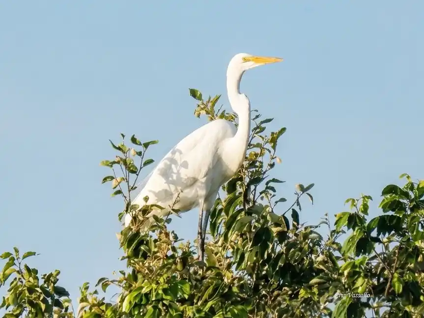 Habitantes de humedales del departamento Concordia