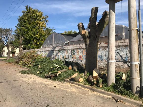 Reclamo: “¿Qué dependencia municipal controla los arboricidios?”
