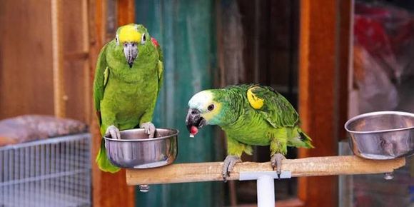 "Gripe del loro", la enfermedad que dejó a 4 personas internadas