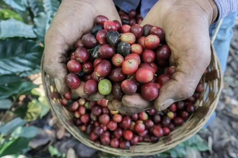 Cerca del 60% de las especies silvestres de café están amenazadas de extinción, según un estudio de Kew Gardens, el Jardín Botánico de Londres.
