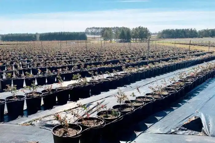 Arándanos en maceta, una  innovación en quintas de Entre Ríos