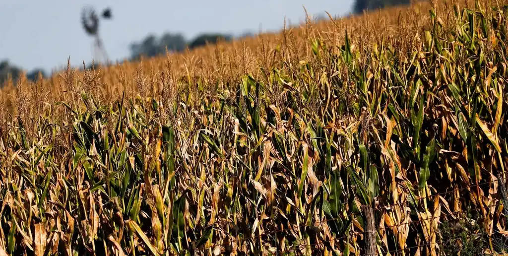 La entidad decidió ajustar al alza la superficie estimada de maíz, elevándola a 8,1 millones de hectáreas.