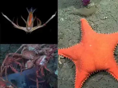 El mar nos conmovió: cuando la investigación científica logra inspirar