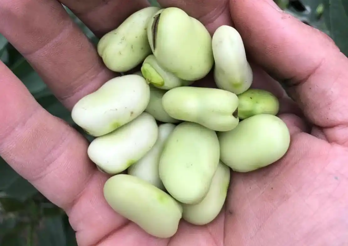 Se pueden intercambiar semillas y alimentos con otras familias, lo que fortalece los vínculos afectivos que forman comunidades sustentables.