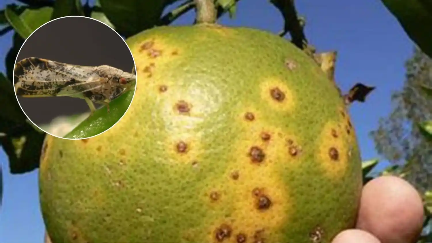La Chicharrita de los Cítricos es una plaga que no tiene cura y la más devastadora en el mundo.