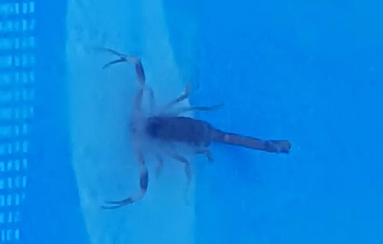 Continúan apareciendo alacranes en la zona céntrica de la ciudad