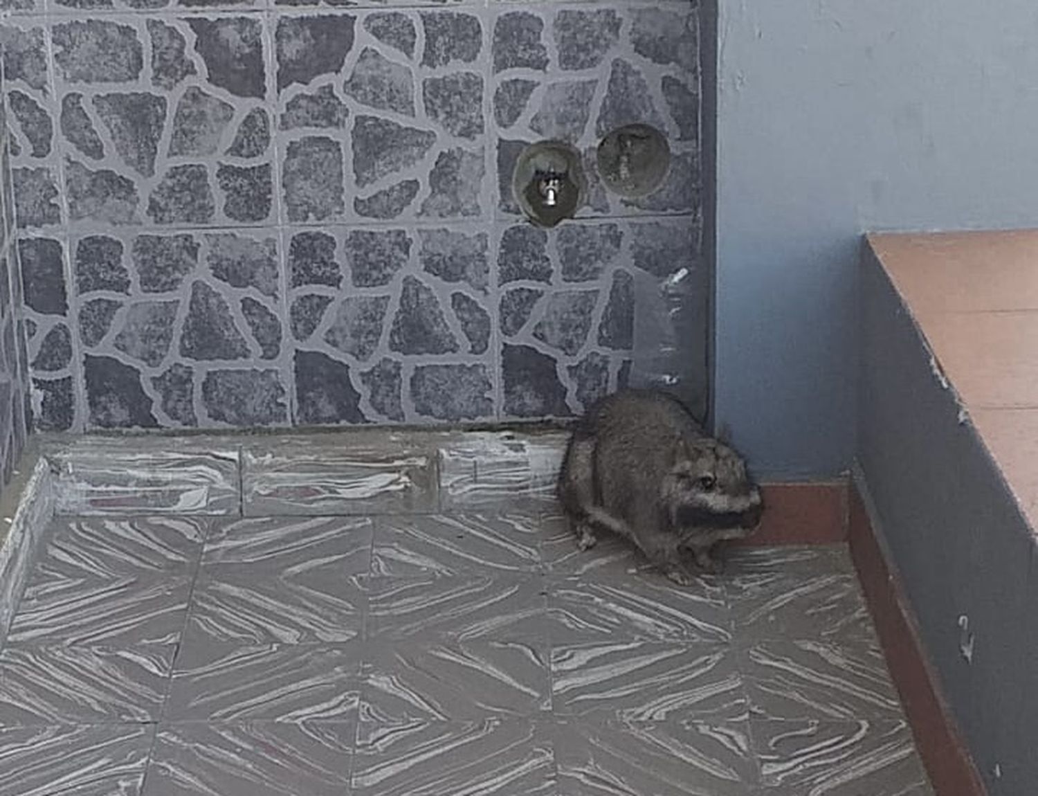 Encontraron una vizcacha en un domicilio particular y la devolvieron a su hábitat natural