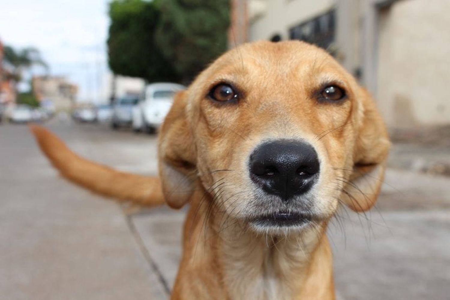 Morón: Municipio resolverá la construcción y el traslado de un refugio de perros de El Palomar