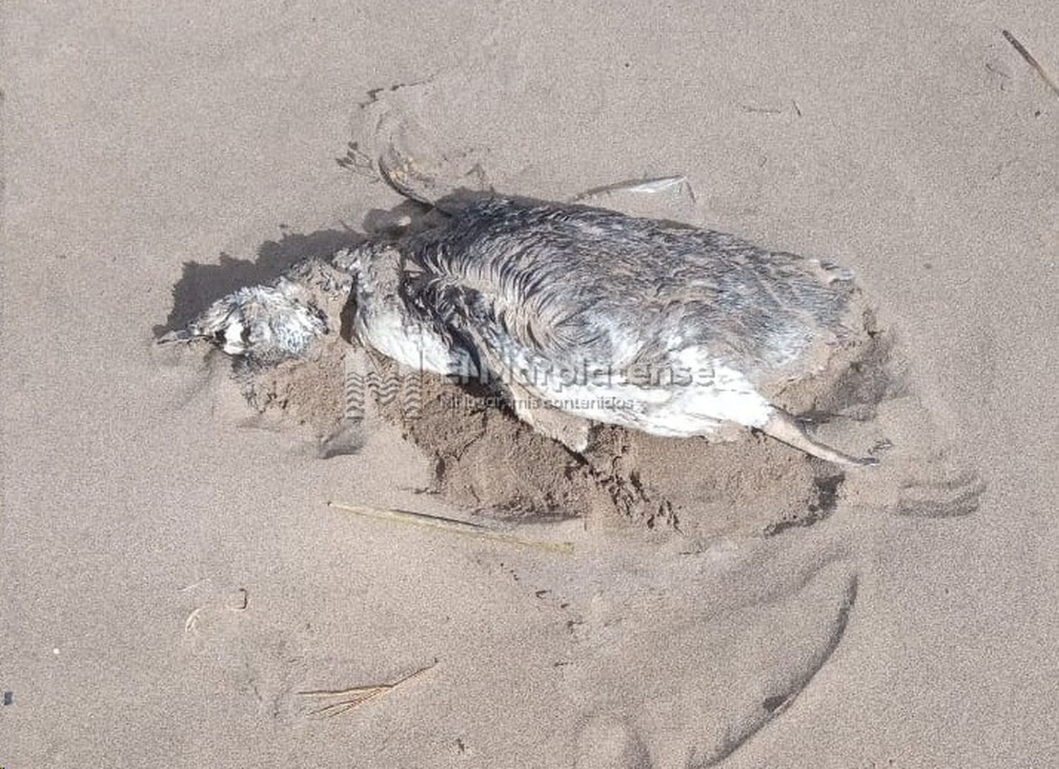 Más de 40 pingüinos aparecieron en las playas de Mar del Plata.