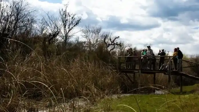 Fatalidad en una localidad entrerriana: un turista murió por picaduras de abejas