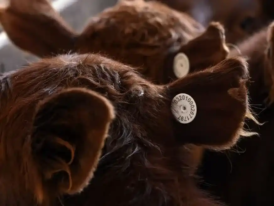 Un nuevo sistema de identificación obligatoria en 2026.