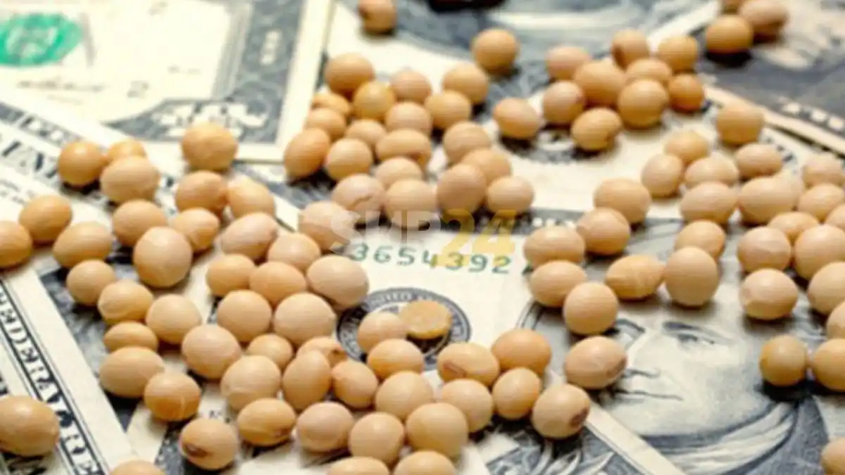 Exportación de harina y aceite de soja: críticas de Santa Fe y Córdoba por la suspensión