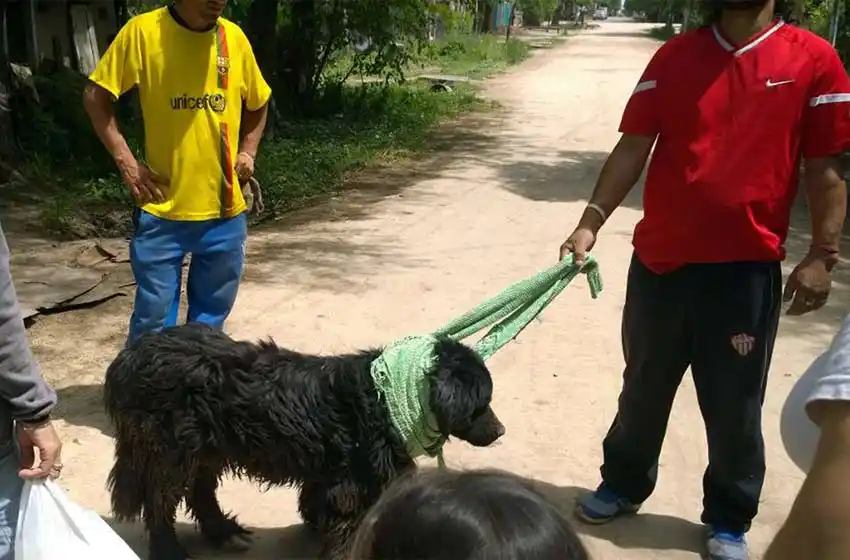 La historia de Peluche, el terranova enfermo y abandonado que compraron por dos pesos