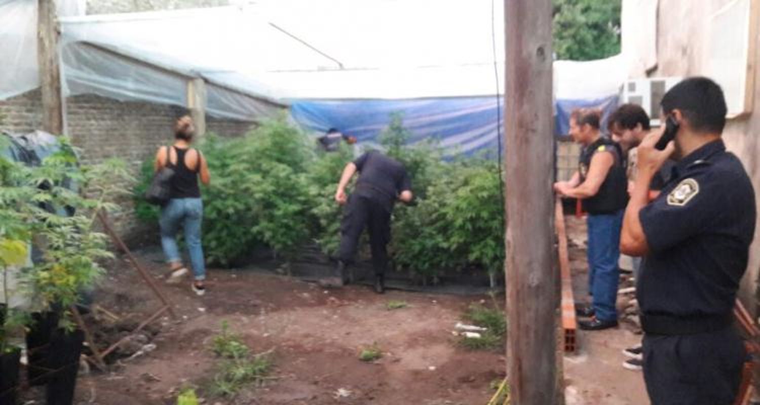 Baradero: Allanamiento y detención en un vivero clandestino de marihuana