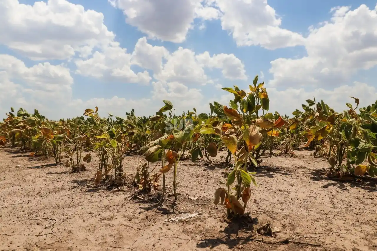 Declararán la emergencia agropecuaria en toda la provincia de Santa Fe