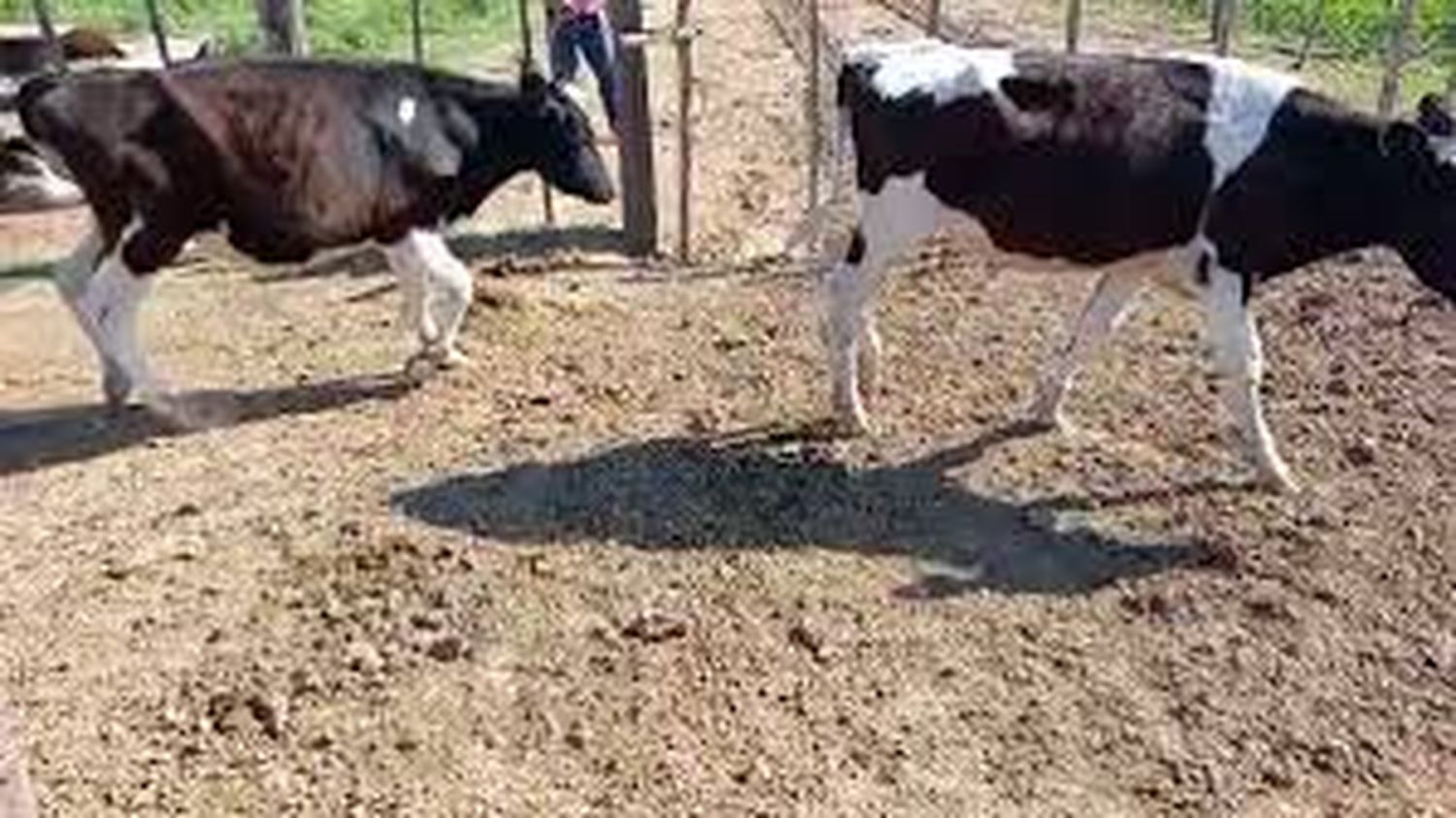 Intento de abigeato: se encontró con dos sospechosos arreando terneros en el campo