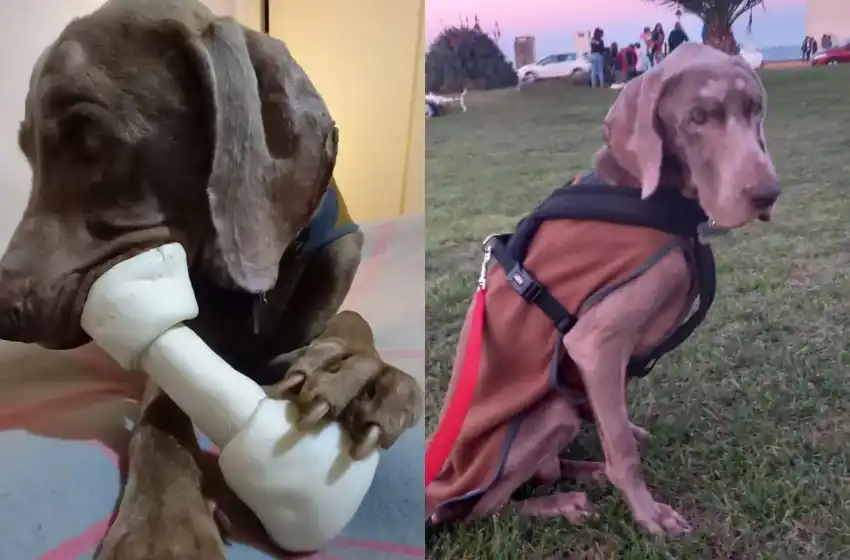 La historia de Rocky, el perro ciego rescatado que es furor en Tik Tok