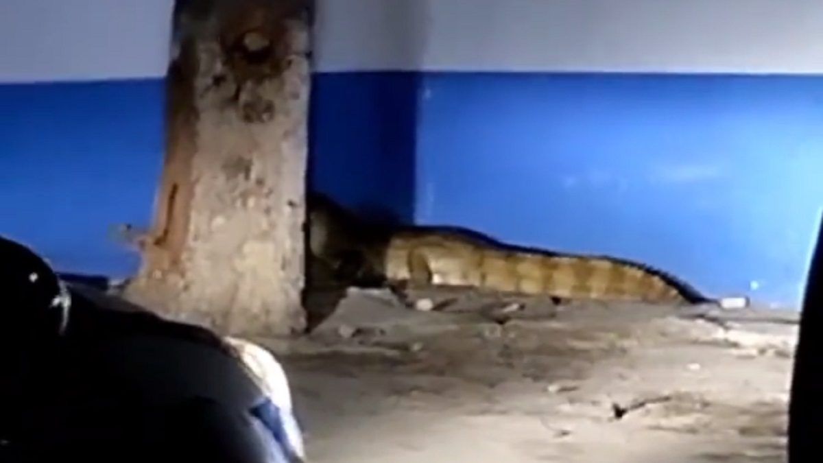 ¡SE VA EL CAIMÁN, SE VA EL CAIMÁN! Ubican tremendo reptil en las calles de Lechería