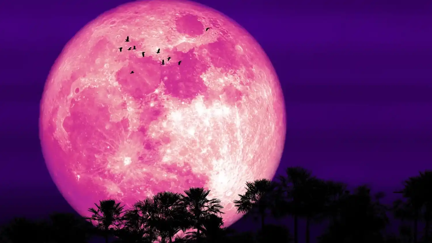 Luna de Fresa: cuándo y a qué hora podrá verse en toda la Argentina