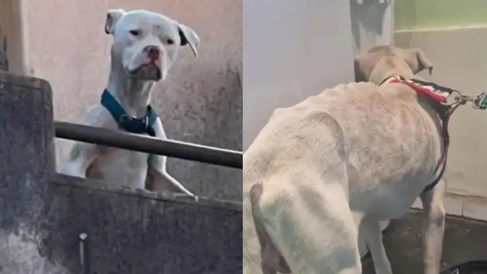 Cuando fue encontrado por rescatistas y proteccionistas, el animal presentaba un severo cuadro de desnutrición.