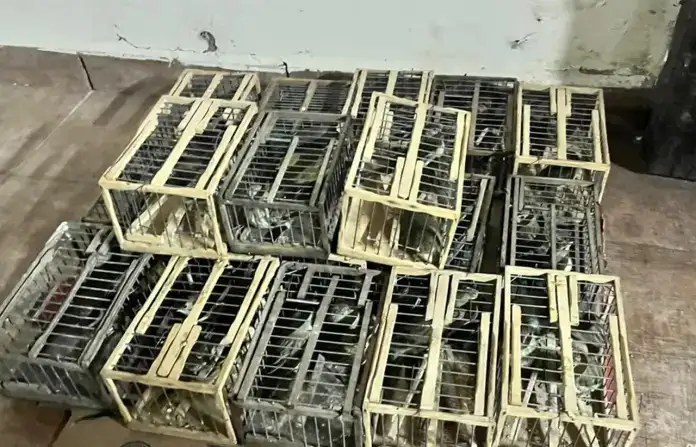 Tras una persecución, interceptaron una camioneta con aves de contrabando en Entre Ríos