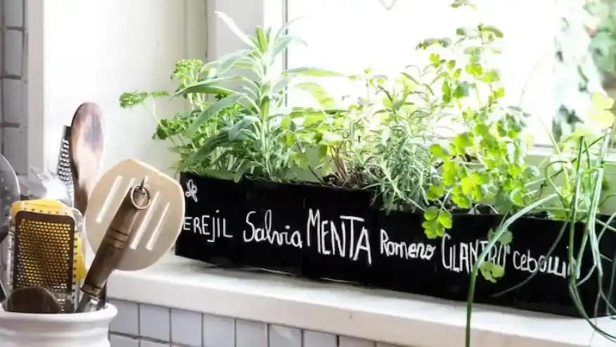 Ayuda. Las plantas aromáticas nos ayudan a ahuyentar a las y los mosquitos en casa