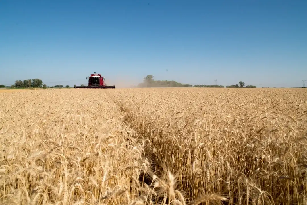 Sigue creciendo el aporte del agro a la economía.