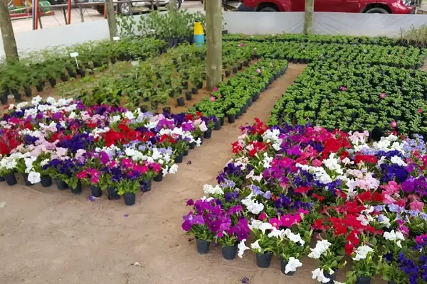 La primera producción de flores del vivero municipal