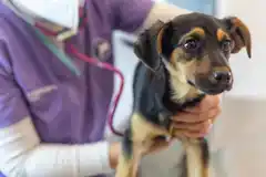 El programa de castraciones y vacunaciones gratuitas recorrerá ocho centros barriales en octubre