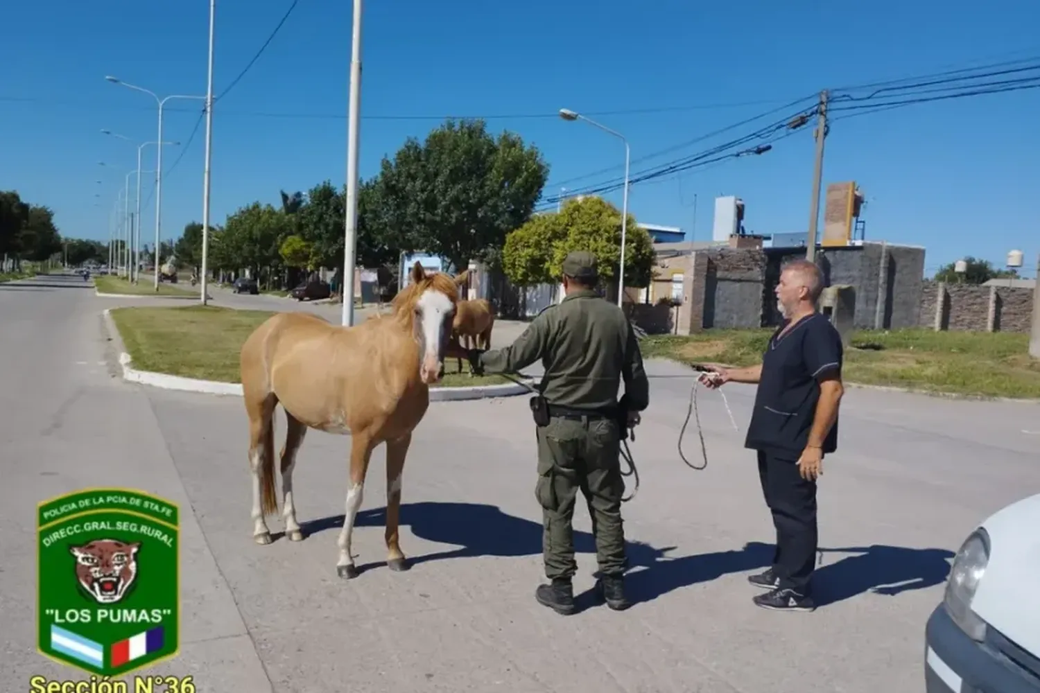 Accionar de Los Pumas permitió recuperar caballos sin normativa vigente