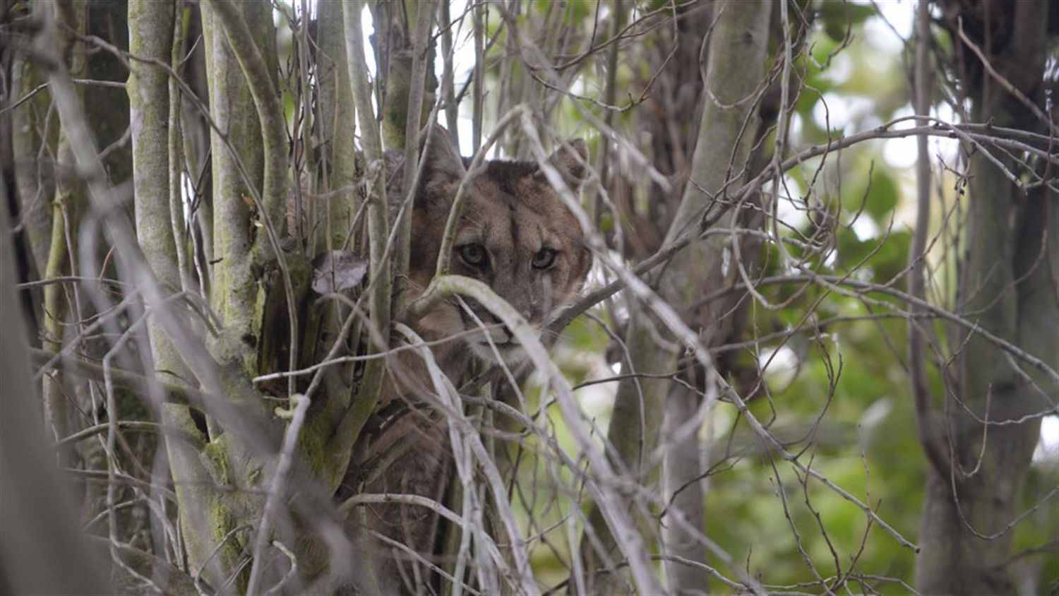 Bariloche: Atraparon a un puma en pleno centro de la ciudad