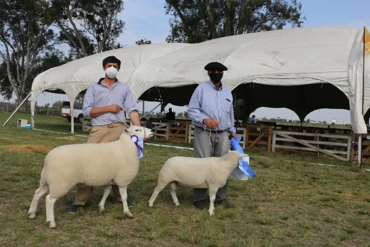 La Expo Ovina de Urdinarrain se hará como un remate ganadero