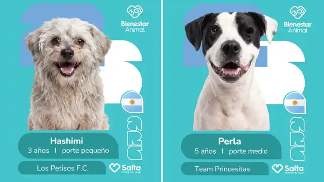 campaña mundialista de adopción - 2