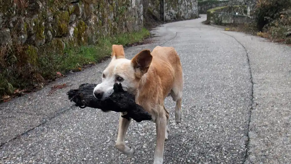 La perrita que lleva a su cría calcinada, símbolo de los incendios 