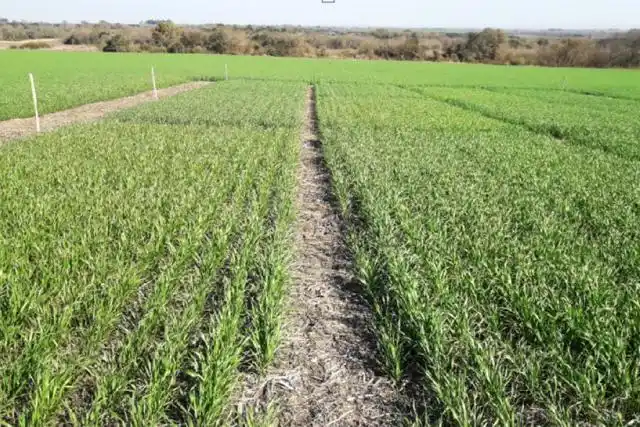 Trigo-soja: la respuesta al azufre y zinc en ensayos de fertilización en Entre Ríos
