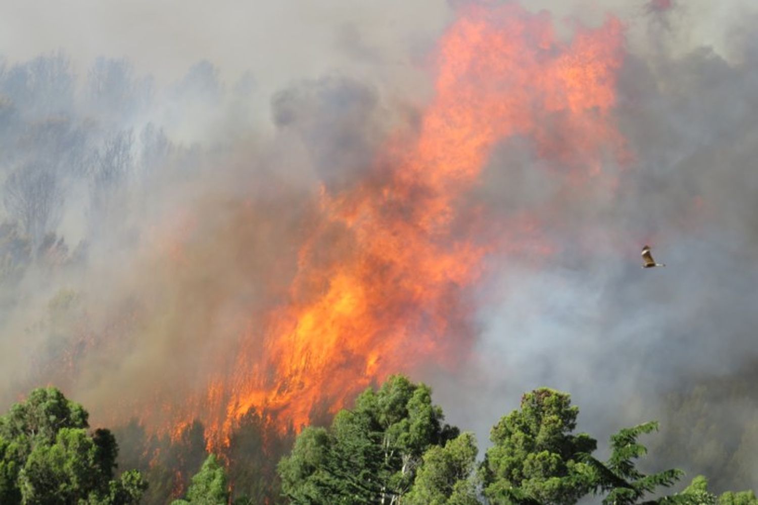 Incendio en Sierra de la Ventana