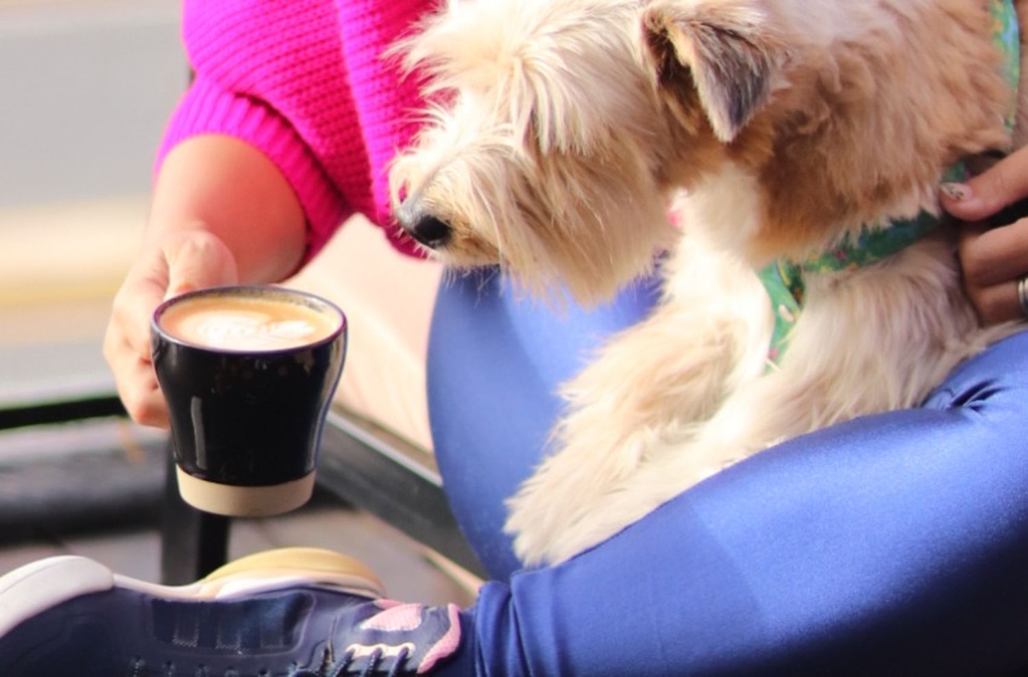 Espacios ‘Pet friendly’ en Mar del Plata: una experiencia gastronómica para disfrutar con las mascotas 