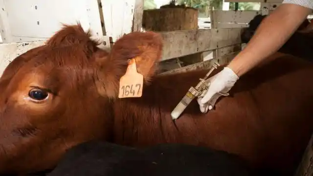 Senasa realizará un simulacro de fiebre aftosa en Entre Ríos