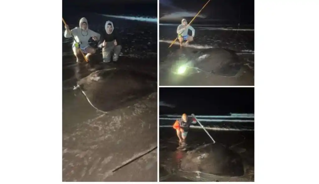 Pescaron una raya de más de 100 kilos entre Marisol y Monte Hermoso