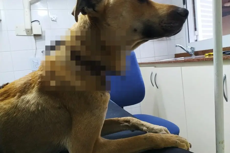 Le salvó la vida a dos perritas y cinco cachorros: “Estaba atada con una cadena y una soga que le cortaban el cuello”